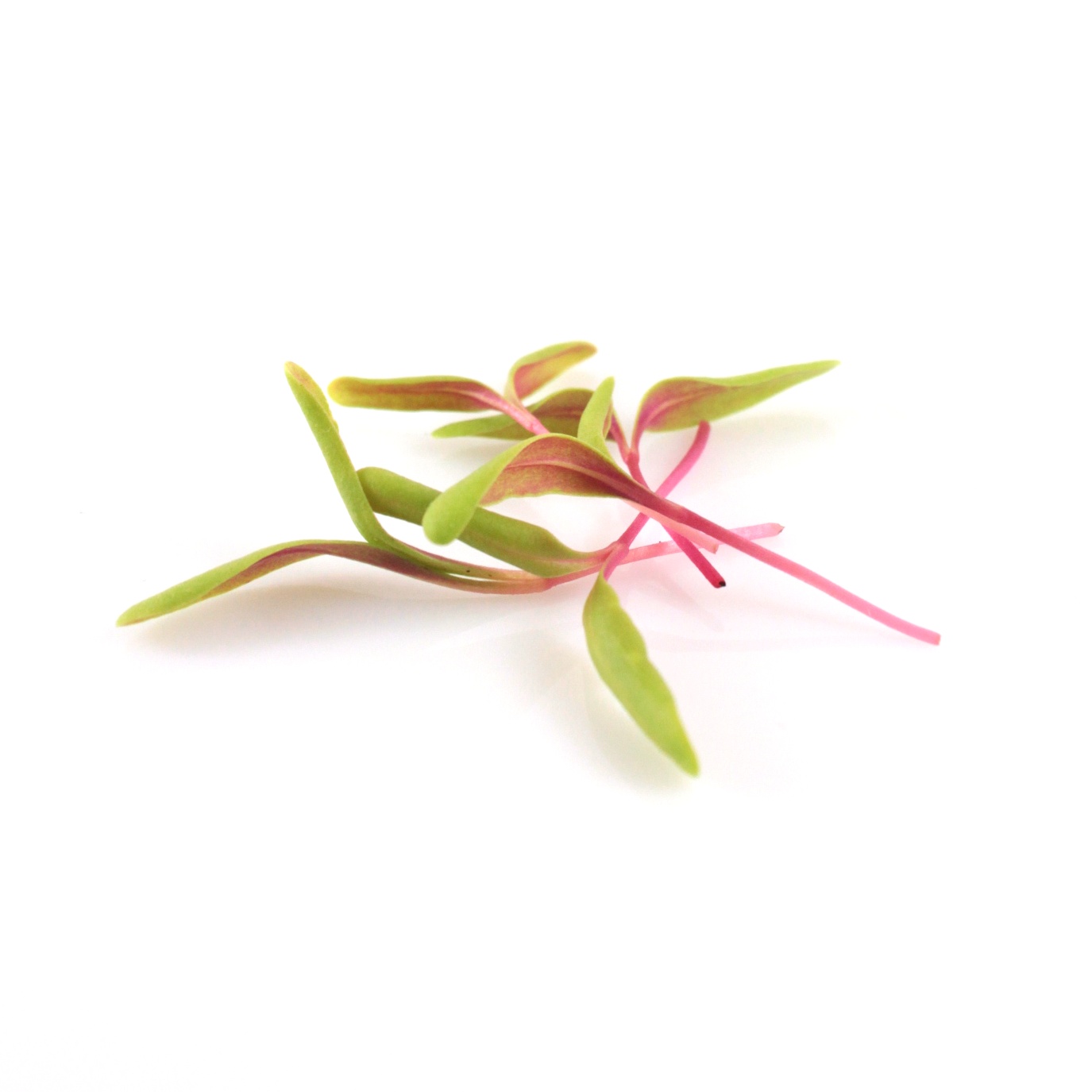 Žltý Mangold ,Yellow chard semená na mikrozeleninu 100 g